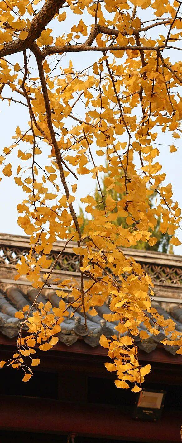 又是一年重阳日,情暖金秋映晚晴